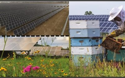 Fotovoltaico e biodiversità: come gli impianti a terra proteggono api ed impollinatori