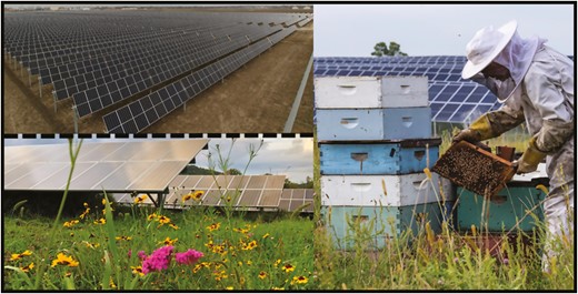 fotovoltaico biodiversità api