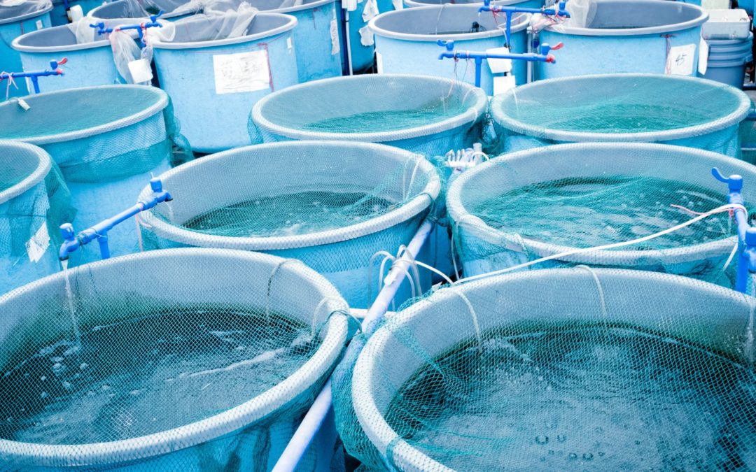 purificare l'acqua con luce