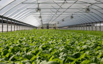 Ridurre i consumi di elettricità e risparmiare in bolletta: ecco la “serra intelligente”