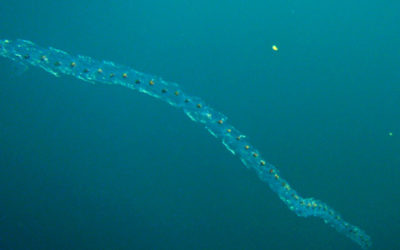 Cos’è la Salpa Fusiformis, la “medusa buona” che pulisce l’ambiente