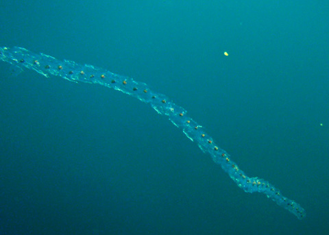 salpa fusiformis