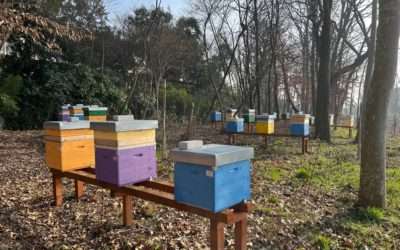 Adottare le api per promuovere la biodiversità e la sostenibilità dell’ecosistema